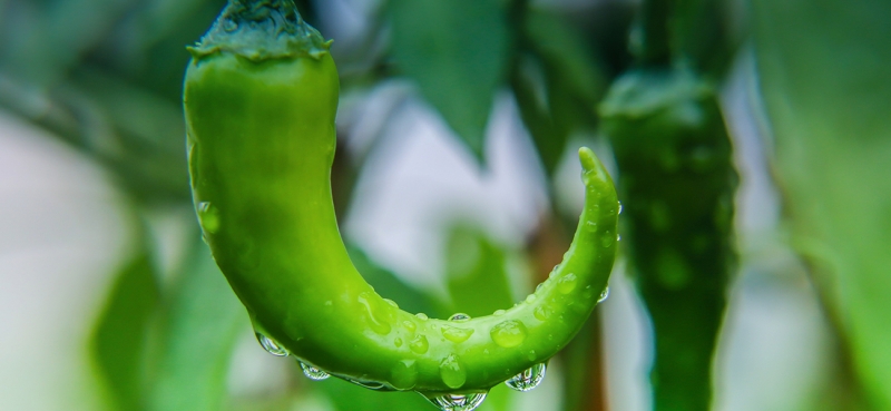 周营种植椒 恒邦金牛造